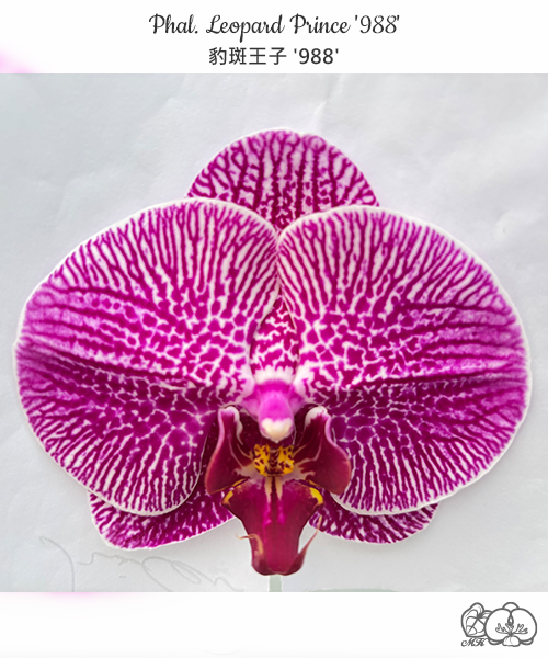 美琪園藝Miki Orchid - 品種詳細頁